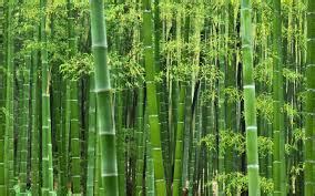 bamboo意思|bamboo